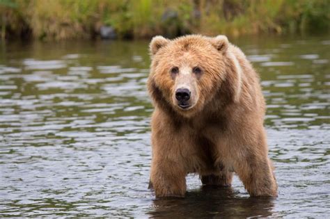 bear with me meaning in tamil|bear meaning in english.